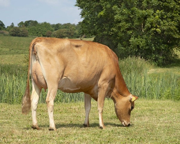 VJ Nibiru daughter no 26341-2252